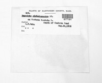 Golovinomyces cichoracearum image